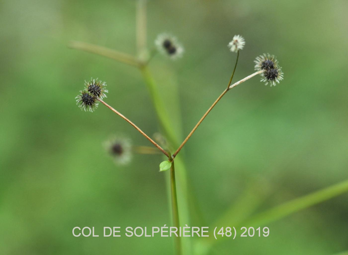 Bedstraw, Round-leaved fruit